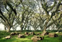 Menyusuri Pesona De Djawatan Banyuwangi, Surga Tersembunyi untuk Spot Foto Instagenik