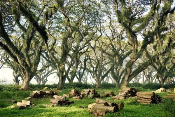 Menyusuri Pesona De Djawatan Banyuwangi, Surga Tersembunyi untuk Spot Foto Instagenik