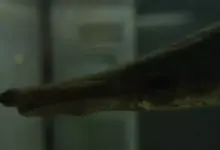 Misteri Manjuari: Ikan Zaman Dinosaurus yang Kembali Muncul di Perairan Kuba