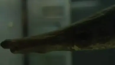 Misteri Manjuari: Ikan Zaman Dinosaurus yang Kembali Muncul di Perairan Kuba