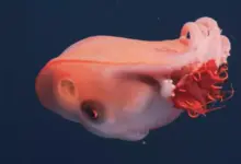 Penampakan Langka Cumi Tujuh Lengan Raksasa Terekam di Laut Dalam, Bukti Keanekaragaman Laut