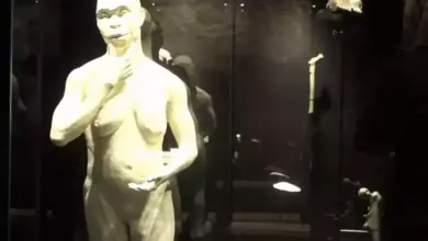 Perjalanan Fosil Java Man: Dari Penemuan Hingga Kembalinya ke Tanah Air Indonesia