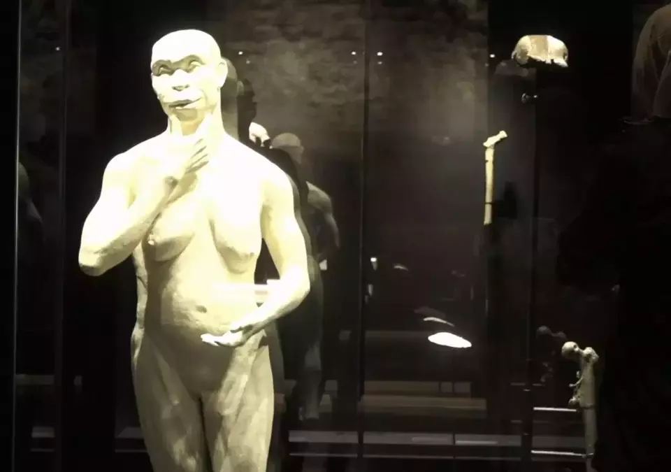 Perjalanan Fosil Java Man: Dari Penemuan Hingga Kembalinya ke Tanah Air Indonesia