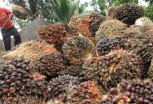 Permintaan CPO Domestik Meningkat, Eksportir Nikmati Keuntungan Signifikan 2024