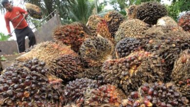 Permintaan CPO Domestik Meningkat, Eksportir Nikmati Keuntungan Signifikan 2024