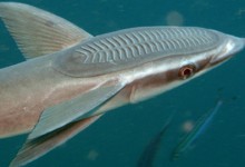 Rahasia Inspirasi Unik di Balik Misi Antariksa Berani yang Dilakukan Secara Bersama