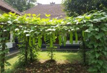 Rekomendasi 5 Tanaman Sayur Merambat Praktis untuk Ditanam di Halaman Rumah Anda