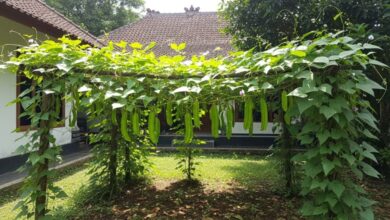 Rekomendasi 5 Tanaman Sayur Merambat Praktis untuk Ditanam di Halaman Rumah Anda