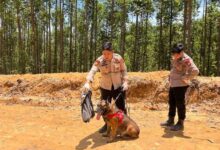 Reno, Anjing Pelacak K-9 Polda Riau Gugur Saat Operasi Cari Korban Bencana di Sumbar