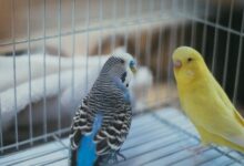 Stop Pusing Pilih Burung! 8 Rekomendasi Burung Peliharaan Low-Maintenance untuk Pemula Sibuk