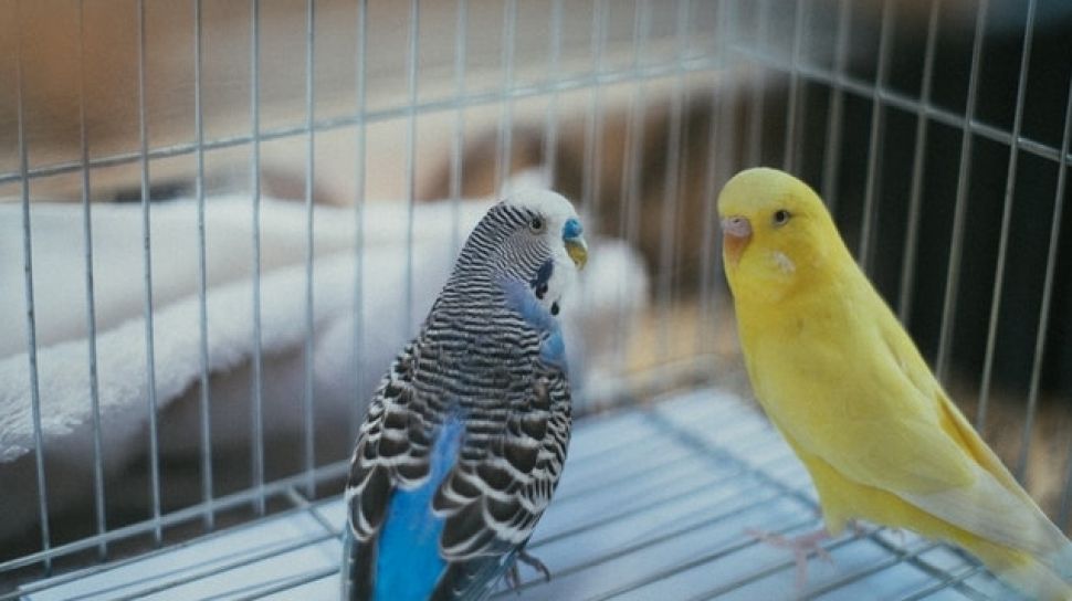 Stop Pusing Pilih Burung! 8 Rekomendasi Burung Peliharaan Low-Maintenance untuk Pemula Sibuk