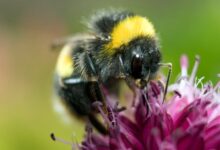 Studi Terbaru: Lebah Bumblebee Bisa Dilatih Mengenali dan Merespon Kode Morse