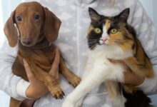 Studi Terbaru Ungkap Pemilik Peliharaan Percaya Anjing dan Kucing Miliki Emosi