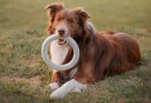 Studi Ungkap Anjing Bisa Hafal Ratusan Nama Benda Berkat Rasa Ingin Tahu Mereka