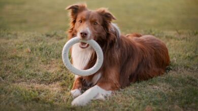 Studi Ungkap Anjing Bisa Hafal Ratusan Nama Benda Berkat Rasa Ingin Tahu Mereka