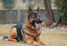 Studi Ungkap Jejak Genetik Serigala Masih Tertinggal di DNA Anjing Modern: Fakta dan Data Terbaru