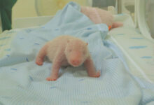 Taman Safari Sambut Kelahiran Bayi Panda Raksasa “RIO”, Ikon Konservasi Baru