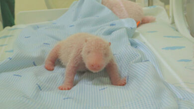 Taman Safari Sambut Kelahiran Bayi Panda Raksasa “RIO”, Ikon Konservasi Baru