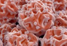 Terobosan Stem Cell Terkini oleh Ilmuwan Indonesia: Manfaat Lebih dari Sekadar Estetika