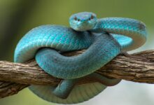 Terobosan Teknologi: Sistem Visual Baru Bawa Gambar Termal 4K Jadi Kenyataan