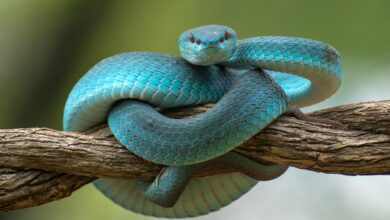 Terobosan Teknologi: Sistem Visual Baru Bawa Gambar Termal 4K Jadi Kenyataan