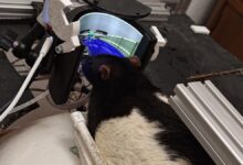 Tikus Pemain Doom Kembali, Kini Menunjukkan Kemampuan Menembak dalam Eksperimen AI