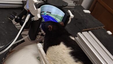 Tikus Pemain Doom Kembali, Kini Menunjukkan Kemampuan Menembak dalam Eksperimen AI