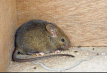 Trik Ampuh Mengusir Tikus Saat Musim Hujan Agar Rumah Bersih dan Aman