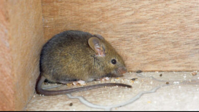 Trik Ampuh Mengusir Tikus Saat Musim Hujan Agar Rumah Bersih dan Aman