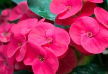 Waspada! 5 Tanaman yang Dinilai Bawa Energi Negatif Menurut Islam dan Feng Shui