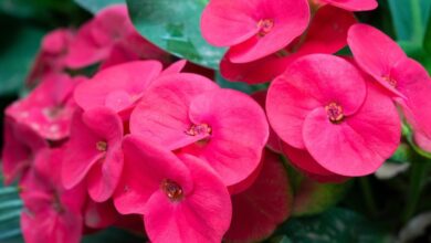 Waspada! 5 Tanaman yang Dinilai Bawa Energi Negatif Menurut Islam dan Feng Shui