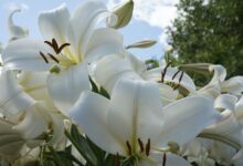 Waspadai! Ini 5 Macam Bunga yang Sebaiknya Tidak Ditanam di Halaman Depan Rumah