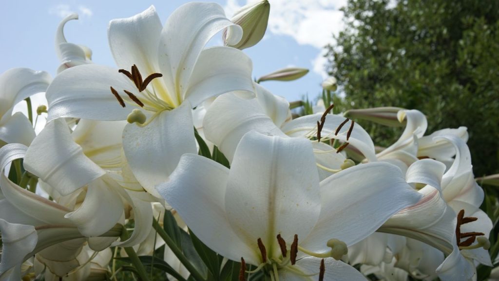 Waspadai! Ini 5 Macam Bunga yang Sebaiknya Tidak Ditanam di Halaman Depan Rumah