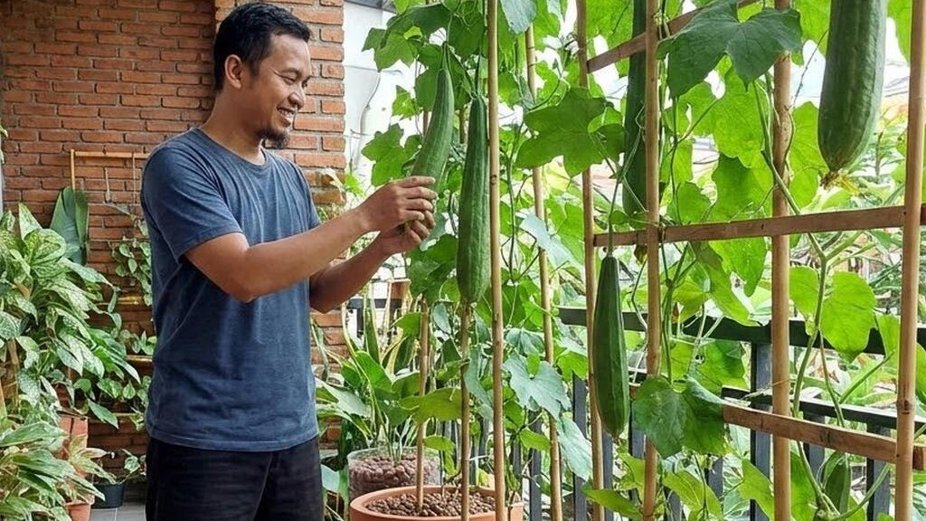 10 Ide Kebun Oyong di Teras Rumah Tanpa Tanah, Panen Melimpah Meski Lahan Terbatas 10 Ide Kebun Oyong di Teras Rumah Tanpa Tanah, Panen Melimpah Meski Lahan Terbatas
