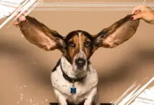 10 Ras Anjing Punya Telinga Lebar yang Lucu dan Bikin Gemas Banget