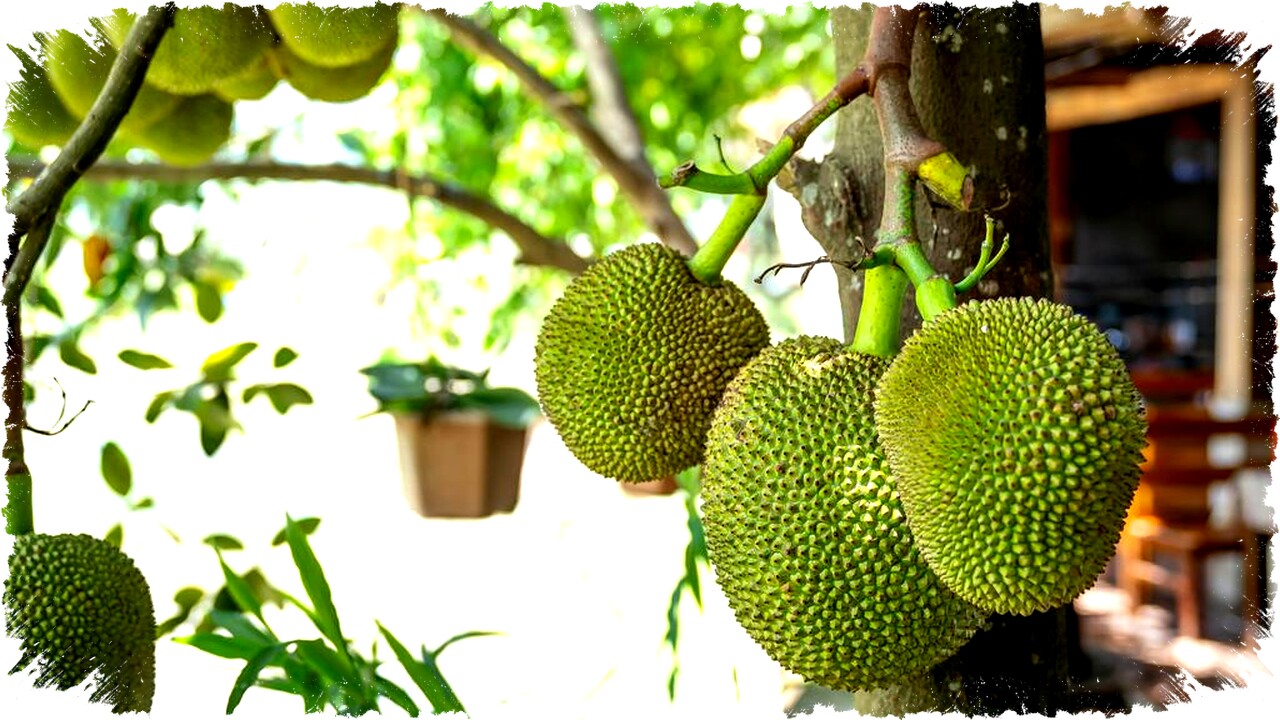 10 Rekomendasi Pohon Buah Tahan Teduh, Tidak Butuh Sinar Matahari Penuh untuk Berbuah Optimal 10 Rekomendasi Pohon Buah Tahan Teduh, Tidak Butuh Sinar Matahari Penuh untuk Berbuah Optimal