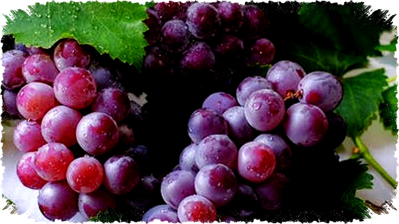 14 Tanaman Buah Mudah Ditanam dari Batang, Praktis & Cepat Berbuah di Pekarangan Rumah