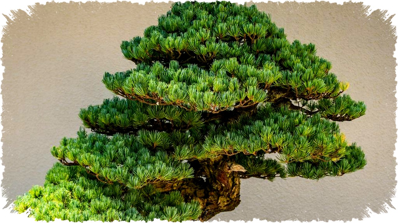 16 Jenis Tanaman Bonsai untuk Teras, Percantik Rumah dengan Sentuhan Alami dan Estetik