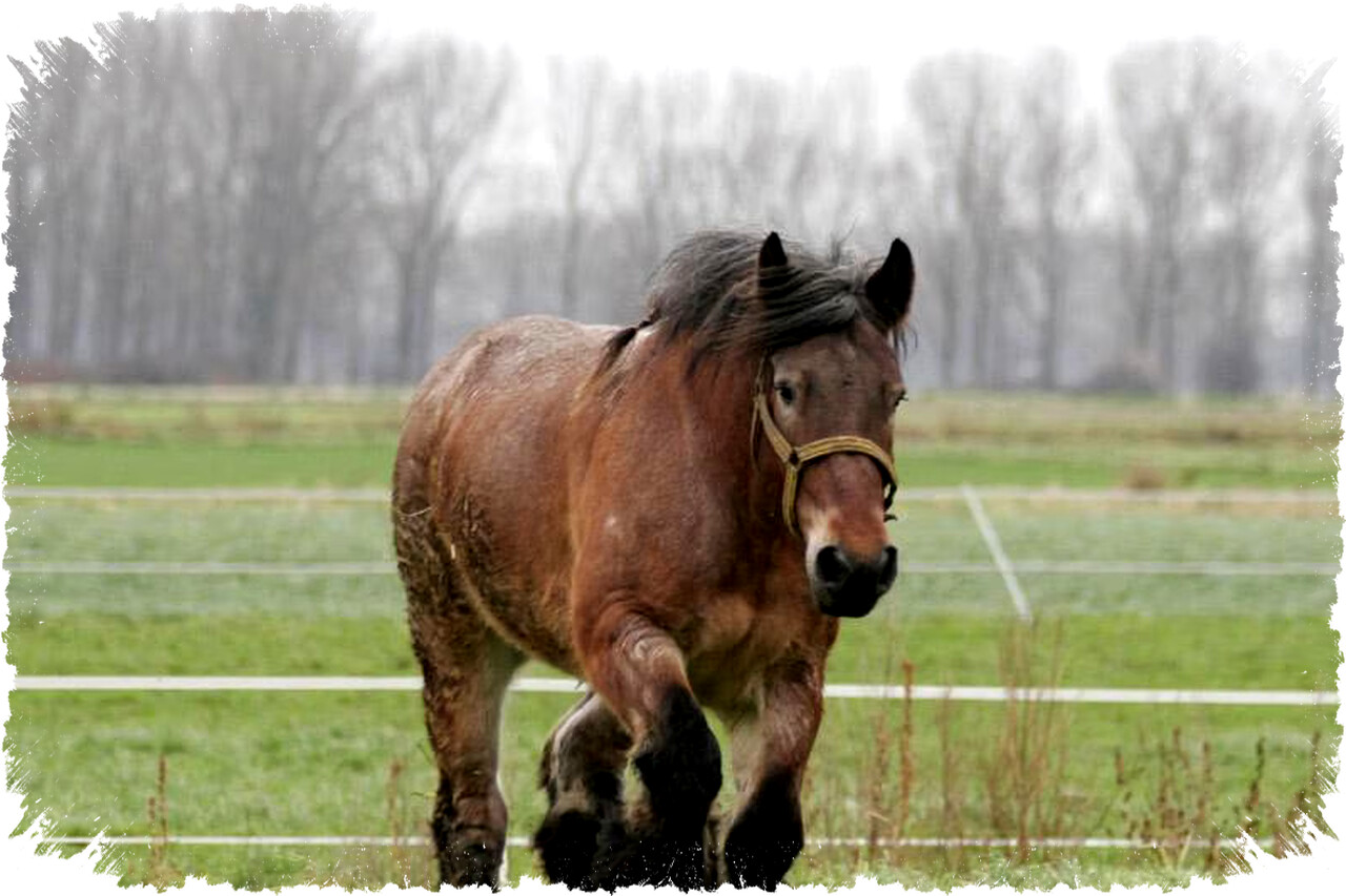 4 Fakta Kuda Belgia, Tunggangan Ksatria Abad Pertengahan yang Kuat dan Tangguh