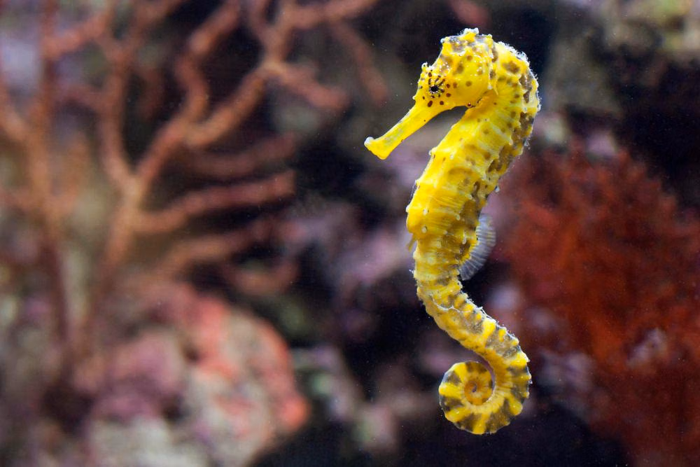 4 Hewan dengan Sistem Reproduksi Paling Kompleks di Dunia, Kenali Proses Uniknya! 4 Hewan dengan Sistem Reproduksi Paling Kompleks di Dunia, Kenali Proses Uniknya!