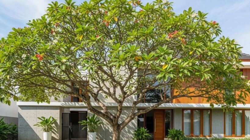 4 Jenis Pohon Ketapang Terbaik untuk Ditanam di Rumah, Cocok untuk Halaman Minimalis