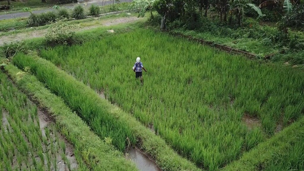 4 Teknik Efektif Jaga Produksi Panen Agar Lumbung Desa Selalu Penuh dan Produktif