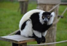 5 Fakta Menarik Indri Lemur, Primata Terbesar Madagaskar yang Masih Bertahan Hidup