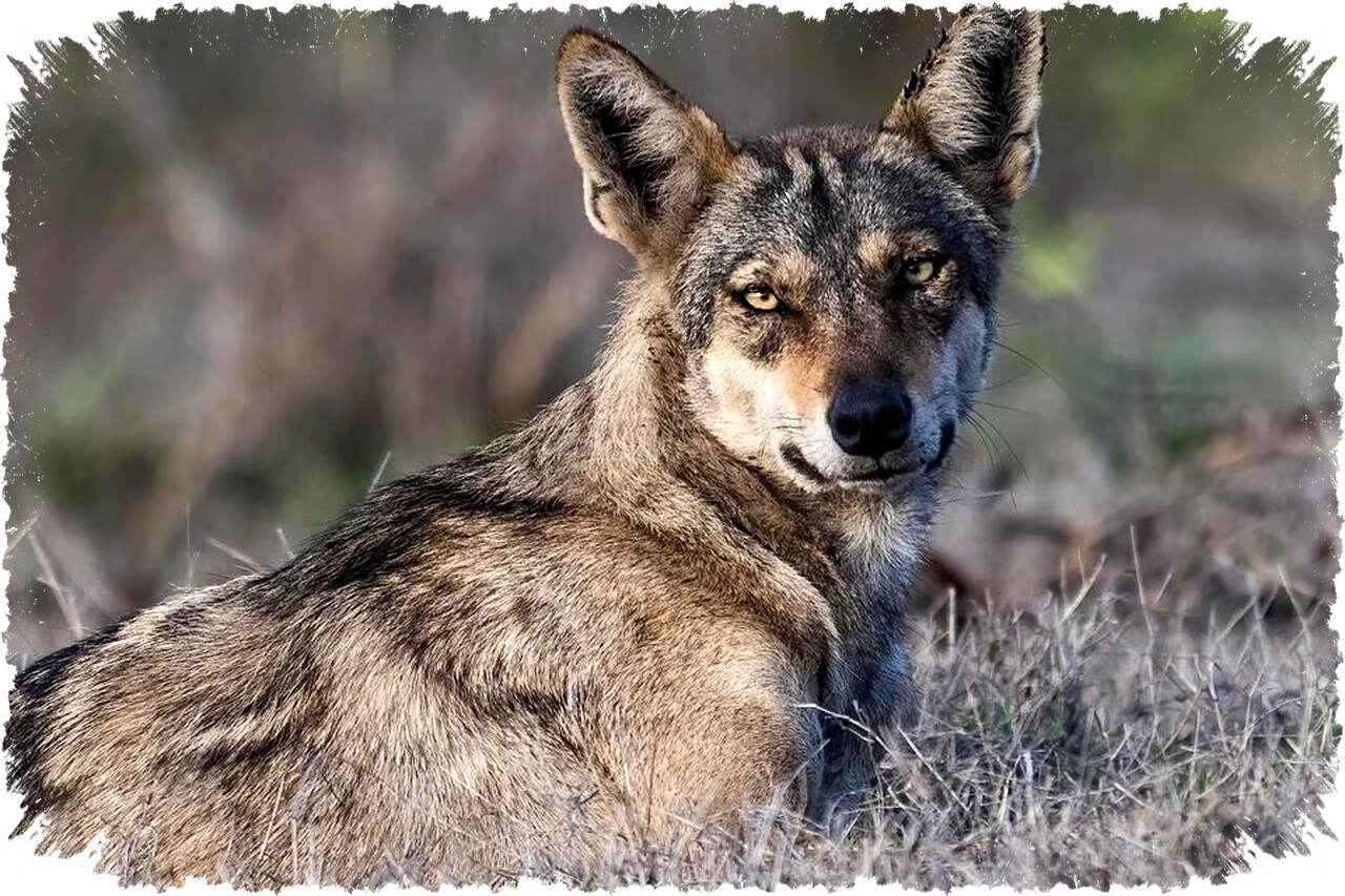 5 Fakta Serigala India, Jejak Kuno yang Adaptif Hadapi Suhu Panas Ekstrem di Asia Selatan