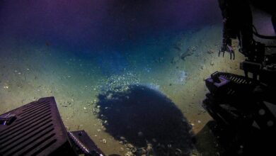 5 Fakta Unik Brine Pool: Kolam Air Asin Mematikan dan Misterius di Dasar Laut