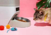 5 Gadget Canggih untuk Hewan Peliharaan, Mudah Pantau & Rawat Anabul di Rumah