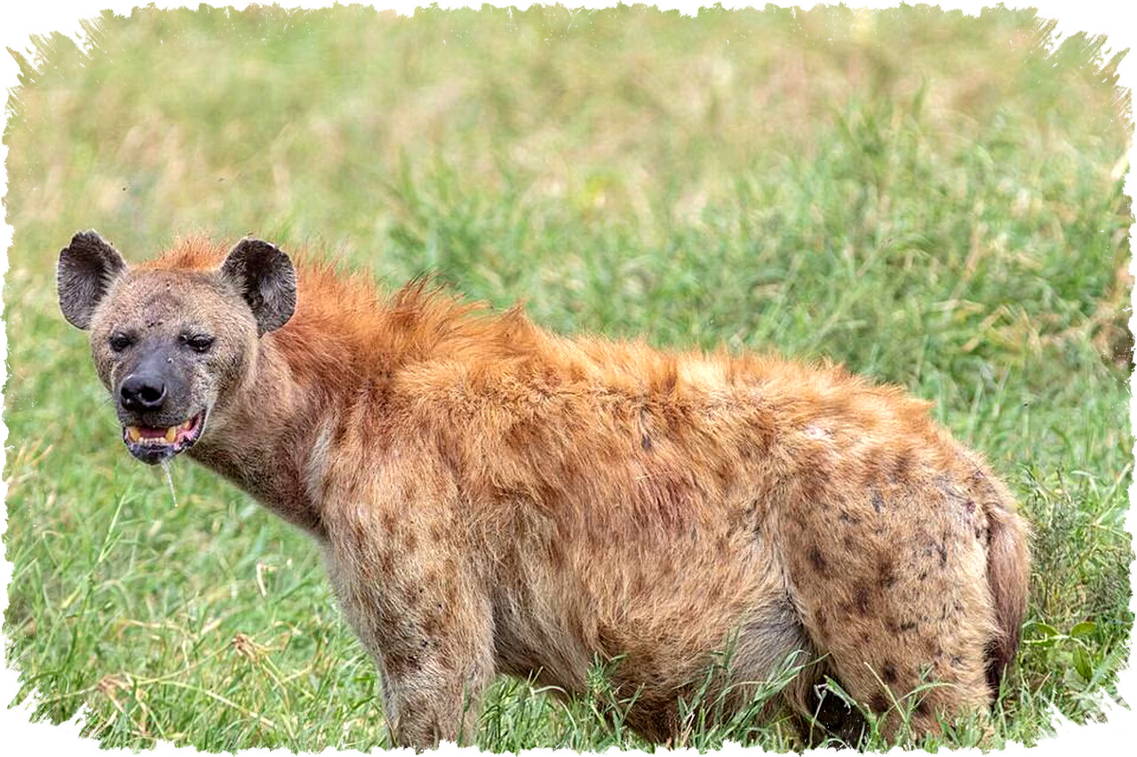 5 Hewan dengan Gigitan Terkuat Bisa Menghancurkan Tulang Mangsa Hingga Ribuan PSI