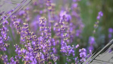 5 Jenis Bunga Lavender Paling Populer Beserta Manfaat untuk Kesehatan dan Kecantikan