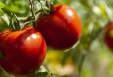 5 Jenis Tanaman Sayur Paling Menguntungkan dan Mudah Ditanam di Rumah