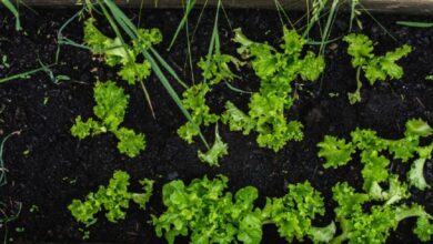 5 Pilihan Tanaman Dataran Tinggi yang Ideal untuk Budidaya di Halaman Rumah